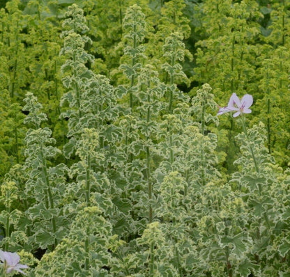 Crispum Variegatum - Lemon Scented Leaf Pelargonium (Geranium) - Single 6cm pot