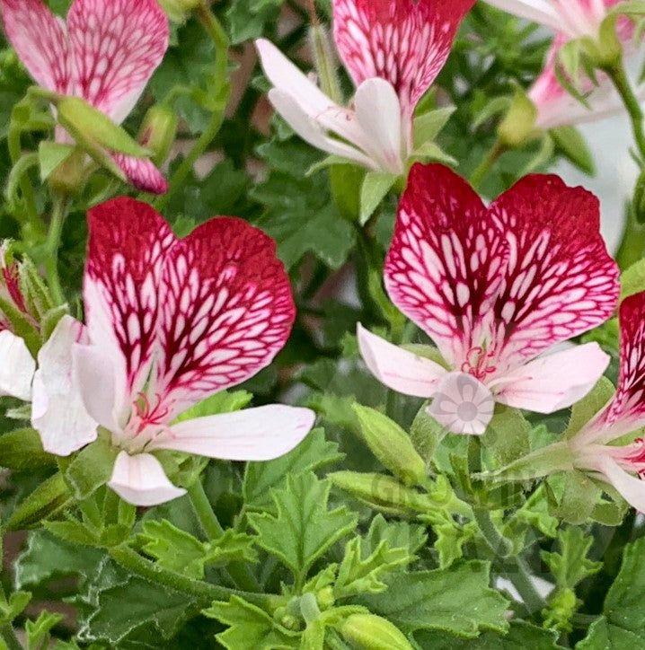 Angel Pelargonium (Geranium) fast growing, purple and white, vainey