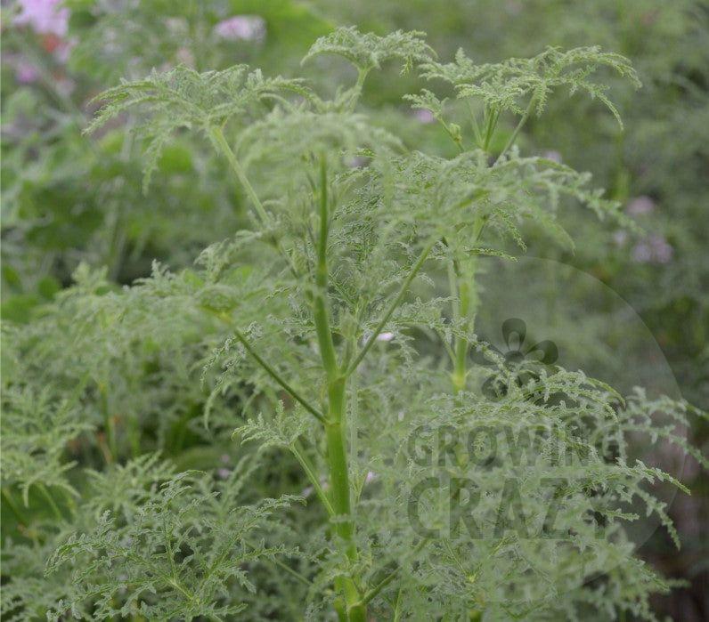 Fillicifolium - Balsam Scented Leaf Pelargonium (Geranium) Plant - 6cm bio pot