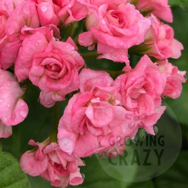 Grainger's Antique Rose - Rosebud Pelargonium (Geranium)  truly rosebud-like soft pink flowers Originally grown in Canada