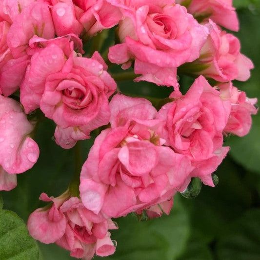 Grainger's Antique Rose - Rosebud Pelargonium (Geranium)  truly rosebud-like soft pink flowers Originally grown in Canada