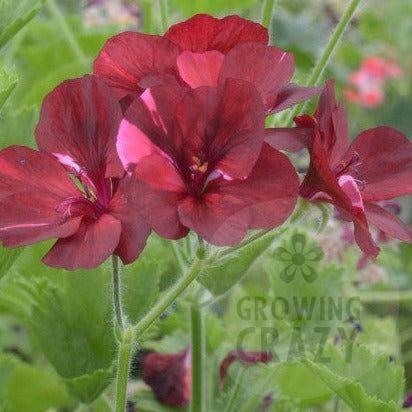Hindoo Nights - Decorative Pelargonium Geranium dark luscious red flowers with crimson splashesupright habit  striking 