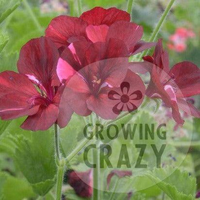 Hindoo Nights - Decorative Pelargonium Geranium dark luscious red flowers with crimson splashesupright habit  striking 