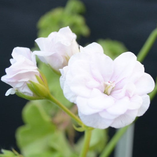 Jackie - Ivy Leaved Pelargonium (Geranium great for pots and hanging baskets very pale mauve rosebud type flowers