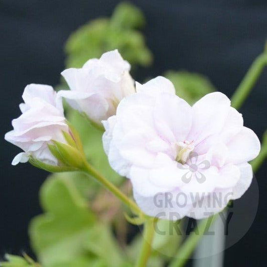 Snowdrift - Ivy Leaved Pelargonium (Geranium)  pure white rosebud 