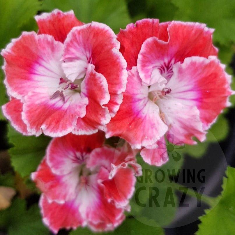 Joy - Regal Pelargonium (Geranium)  A very frilly flower with deep pink and large white throat