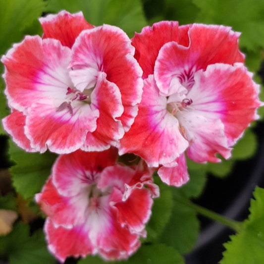 Joy - Regal Pelargonium (Geranium)  A very frilly flower with deep pink and large white throat