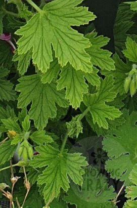 Lemon Fancy- Scented Leaf Pelargonium (Geranium) Plant - 6cm bio pot