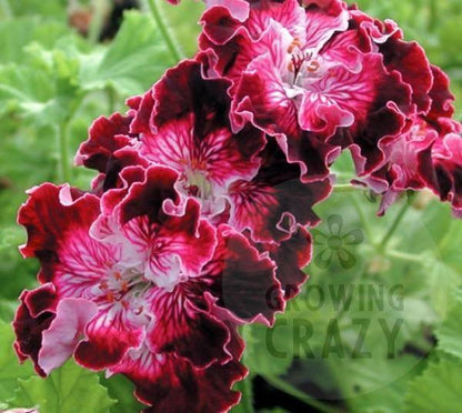 Marchioness of Bute - Regal Pelargonium (Geranium) old style Regal has an upright and a bit of a wild habit - perfect for containers. It produces very showy flowers of a rich deep purple with white edges and throat