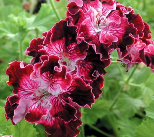 Marchioness of Bute - Regal Pelargonium (Geranium) old style Regal has an upright and a bit of a wild habit - perfect for containers. It produces very showy flowers of a rich deep purple with white edges and throat