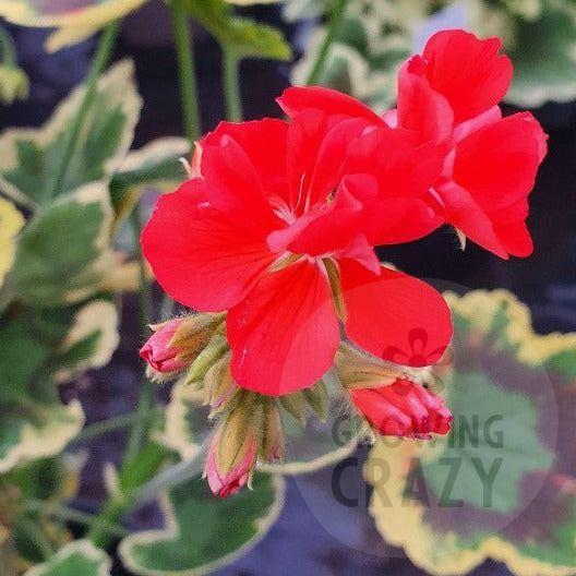 Mrs Strang - Coloured Leaf Pelargonium / Geranium Plant - 6cm bio pot