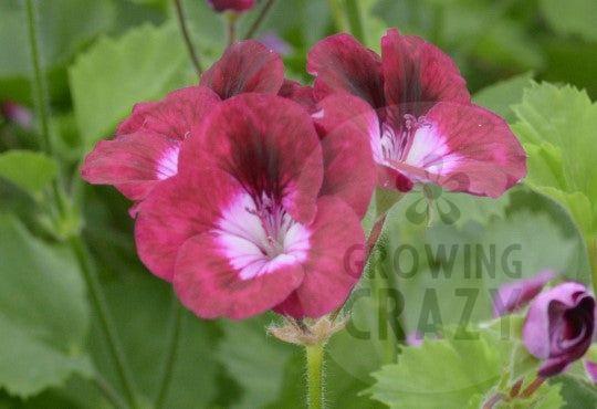 Our Gynette - Decorative Pelargonium (Geranium) red-purple with a white eye and pink feathering upright habit  ideal for flower arranging 