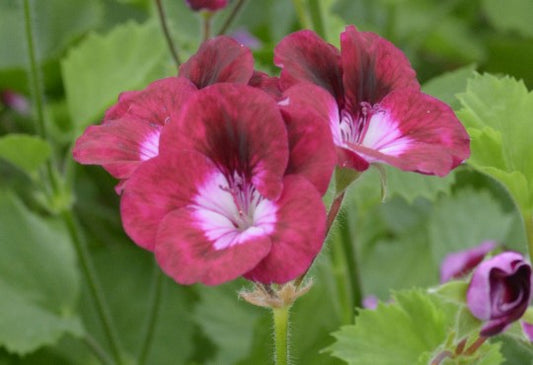 Our Gynette - Decorative Pelargonium (Geranium) red-purple with a white eye and pink feathering upright habit  ideal for flower arranging 