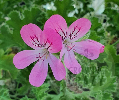 Pink Capricorn Scented Leaf Geranium Pelargonium plant flower