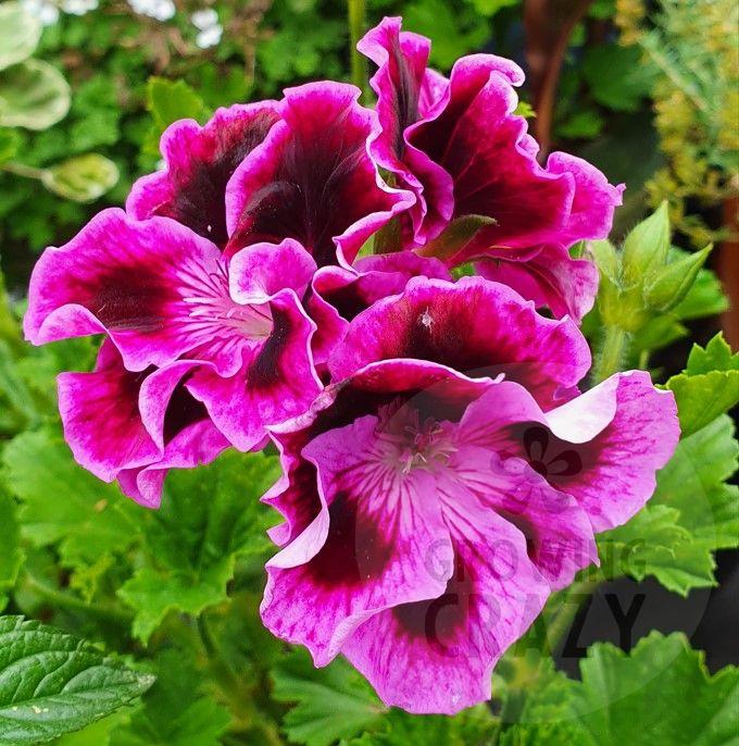 Rembrandt - Regal Pelargonium (Geranium) mauve flowers and an almost black centre on each petal.