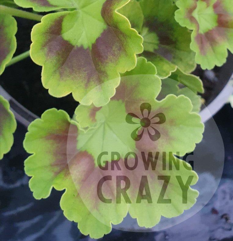 Richard Key - Coloured Leaf Pelargonium / Geranium Plant - 6cm pot