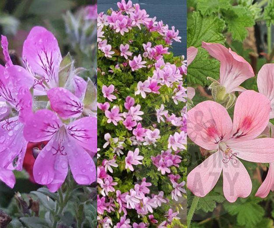 Scented Leaf Geraniums/Pelargoniums Cut Flower Foliage Collection - 3x Named Plants 6cm bio pots