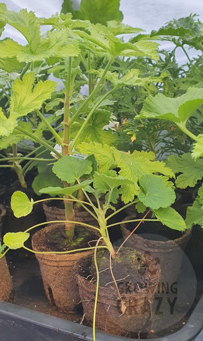 Scented Leaf Geranium / Pelargonium Collection - 3x Named 6cm Plants - our choice