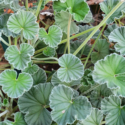 P. sidoides (magenta form) - Specie Pelargonium / Geranium - Single Plant 6cm bio Pot