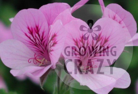 Torrento Cola Bottles Scented Geranium