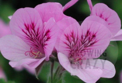 Torrento Cola Bottles Scented Geranium