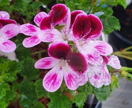 Ursula's Choice - Angel Pelargonium  floriferous Geranium  Lavender flowers