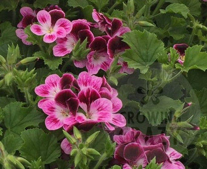 Ursula's Choice - Angel Pelargonium (Geranium) Plant - 6cm bio pot