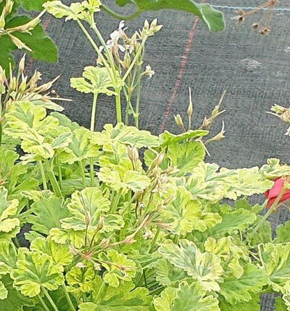 scented leaved geranium variegated fragrans for sale uk