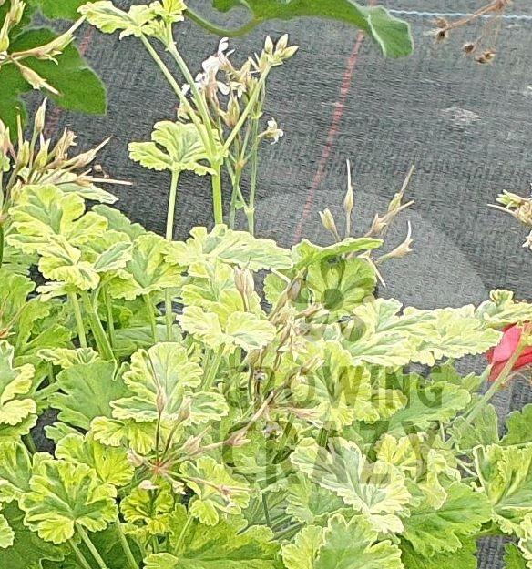 3x Variegated Fragrans plants - Scented Leaved Pelargoniums / Geranium) - 6cm bio pot