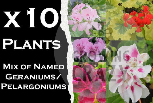 10x Mixed Named Geranium / Pelargonium Collection - Named 6cm Plants - our choice